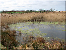 TG2736 : Reeds by Mundesley Beck by Evelyn Simak
