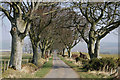 A beech avenue at Town-o