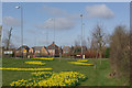 Daffodils at Cawston