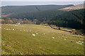 NT5805 : Farmland at Hyndlee Glen by Walter Baxter