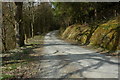 Forest road at Llanwrtyd