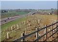 A120 embankment near Stebbingford