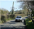 2009 : Daffodils at Stock Hill, Highbury