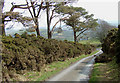 The lane to Llanycrwys, Carmarthenshire