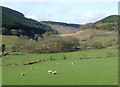 Carmarthenshire pastureland north of Cwrt-y-Cadno