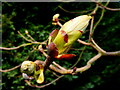 Horse Chestnut buds breaking 16.03.09 1