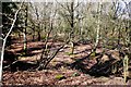 Woods near Redbridge