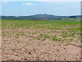 Arable land near Upton Bishop