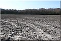 Field and Copse near Owermoigne