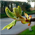 Horse Chestnut buds breaking 16.03.09 4