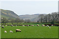 Sheep pasture near Llanddewi-Brefi, Ceredigion