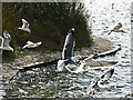 Cosmeston Lakes -  gulls at east lake