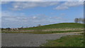 Landscape at Mitcham Common