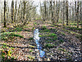 Bridleway through Webb