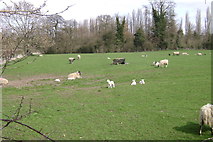 SP3065 : Ewes and lambs, Jephson's Farm, Myton by Robin Stott