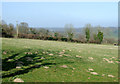 Mole infested field near Cockshead, Ceredigion