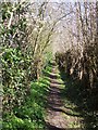 Footpath with blossom