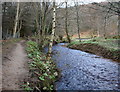 Butterbur on the banks of the Lour Burn