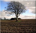 Ploughed Field and Tree