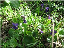 SP8913 : Wild Violets in the Hedgerow by Chris Reynolds
