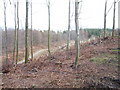 Replanting at Nutwith Common