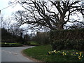 Road junction at Warthermarske with daffodils