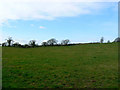 Field south of Somerford Common