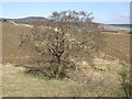 Gnarled tree by Strow Burn