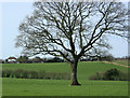ST6261 : 2009 : Oak tree and pasture west of Chelwood by Maurice Pullin