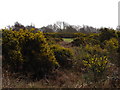 Gorse and golf, Rushmere common