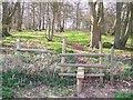 Footpath in Filmer Wood