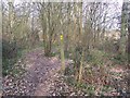 TQ9356 : Footpath junction in Jackson's Wood by David Anstiss