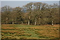 Trees near Rhandirmwyn