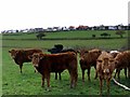 Cattle east of Longhoughton