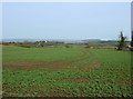 2009 : Oil seed rape at an early stage