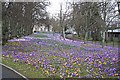 Crocus Carpet