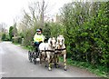 Horse and Trap on the road through Drayton Beauchamp