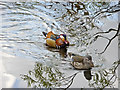 Mandarin Ducks (Aix galericulata)