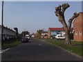 Topped trees in Brading Avenue