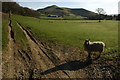 Sheep at Dolaugwynion