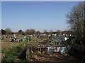 A lot of  allotments in Fareham