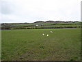 View across pasture land to Wern Cottage and Mynydd Bodafon