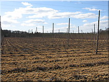 SO7250 : Hop Poles In Waiting by Peter Whatley