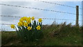 Daffodils on the Bank