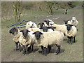 Tups near Cwrt-y-Cadno, Carmarthenshire