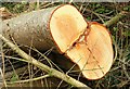 Cut-down tree, Hillsborough forest