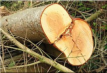 J2558 : Cut-down tree, Hillsborough forest by Albert Bridge