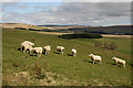 Farmland at Dunnabie Fell