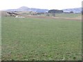 Pasture with oystercatchers