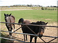 Pouk Lane Horses